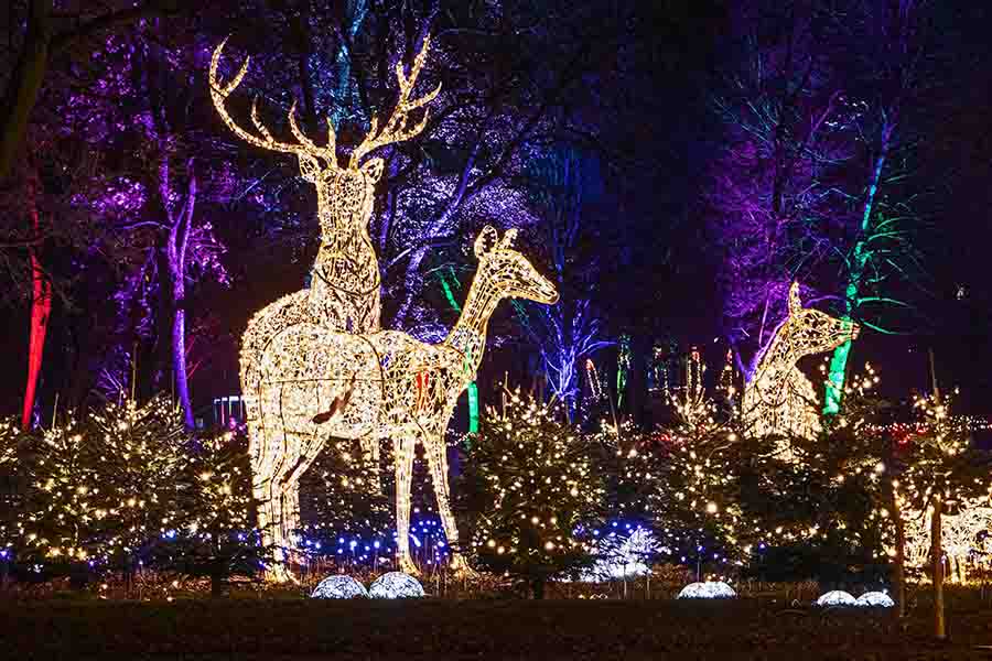 Jul i Odense - LUMAGICIA - Enchanted Winter Forest